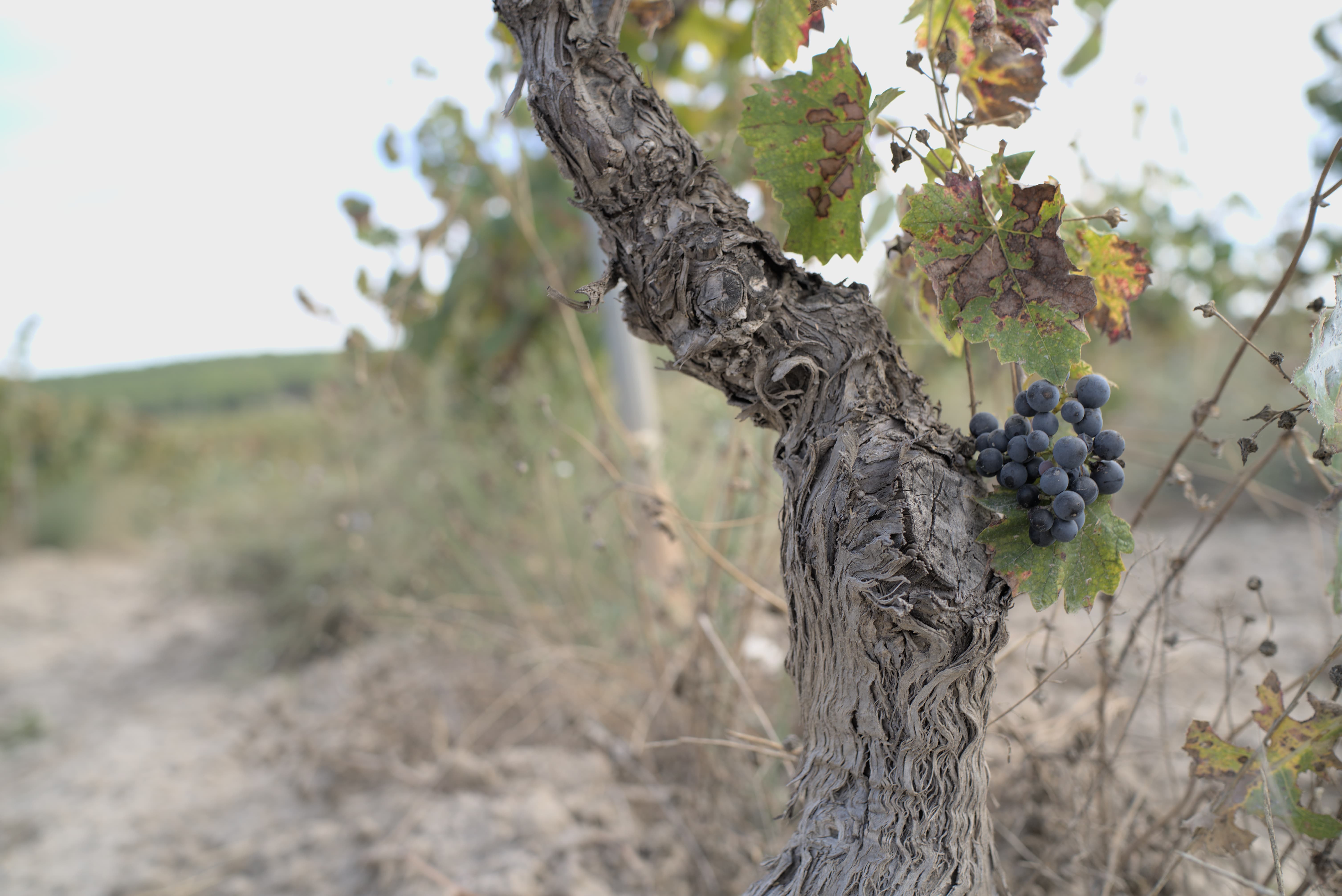 Viña Tercia de Ulea